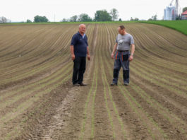 Zwalczanie chwastów tuż po wschodach cebuli. FILM