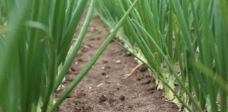 Biologiczna ochrona cebuli – czy stanie się powszechna?