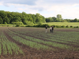 Czeskie plantacje cebuli, relacje filmowe