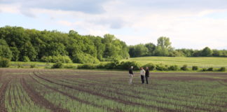 Czeskie plantacje cebuli, relacje filmowe
