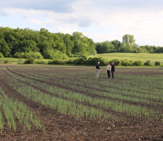 Czeskie plantacje cebuli, relacje filmowe