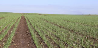 Czeskie plantacje cebuli (25-26 maja)