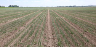 Wiosenne nawożenie na start -FILM