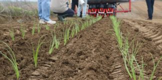 Sadzenie cebuli z rozsady – FILM
