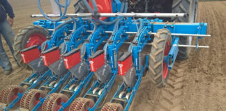 O czym warto pamiętać przy siewie cebuli?