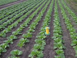 Komunikat warzywniczy Bayer z dnia 19 maj 2017 roku