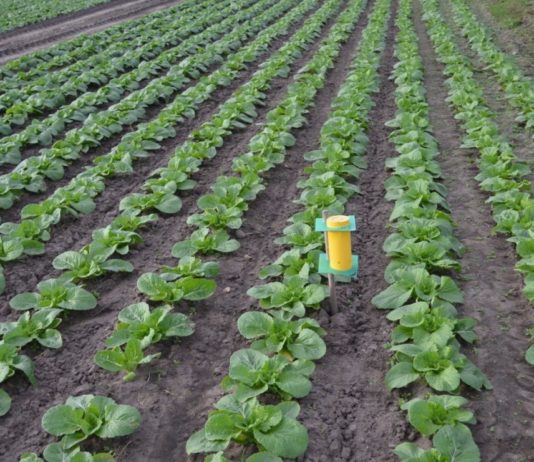 Komunikat warzywniczy Bayer z dnia 19 maj 2017 roku