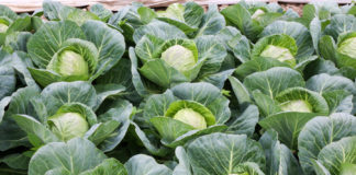 Super wczesne odmiany kapusty – zbiory już trwają