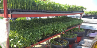 Wiosna buch, sadzarki w ruch!