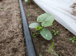 Nawożenie ogórków gruntowych najlepiej z fertygacją