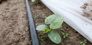 Nawożenie ogórków gruntowych najlepiej z fertygacją