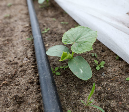 Nawożenie ogórków gruntowych najlepiej z fertygacją