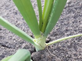 Nawożenie cebuli – ostatnia prosta