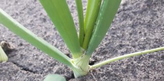 Nawożenie cebuli – ostatnia prosta