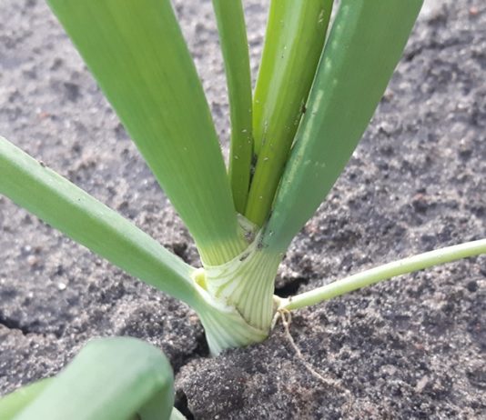 Nawożenie cebuli – ostatnia prosta