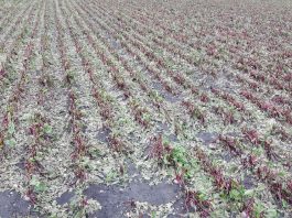 Ubezpieczenia rolne z PZU – wysoki limit dopłat