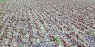 Ubezpieczenia rolne z PZU – wysoki limit dopłat