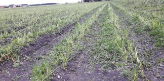 Ekstremalne gradobicie na plantacjach pod Łęczycą