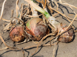 Fuzaryjna zgnilizna cebuli – występowanie, objawy chorobowe i możliwości minimalizacji strat zgniła cebula | warzywapolowe