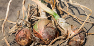 Fuzaryjna zgnilizna cebuli – występowanie, objawy chorobowe i możliwości minimalizacji strat zgniła cebula | warzywapolowe