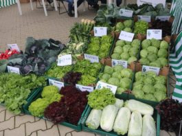 Odmiany warzyw polowych rekomendowane do uprawy podczas Dnia Otwartego w firmie GPR Krasoń