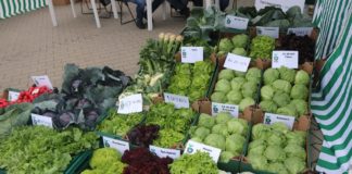 Odmiany warzyw polowych rekomendowane do uprawy podczas Dnia Otwartego w firmie GPR Krasoń