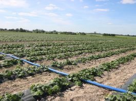 YaraTera – praktyczne aspekty fertygacji w polu i pod osłonami