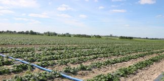 YaraTera – praktyczne aspekty fertygacji w polu i pod osłonami