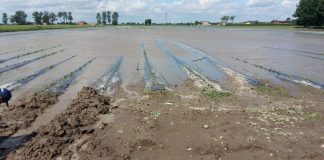 Uprawy zniszczone przez deszcz lub powódź? Można składać wnioski o pomoc finansową