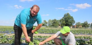 Zbiory ogórków gruntowych tuż tuż zbiór ogórków | warzywapolowe