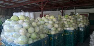 Wstępny szacunek zbioru warzyw w 2017 roku – według GUS