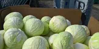 Idealna kapusta na długie przechowywanie