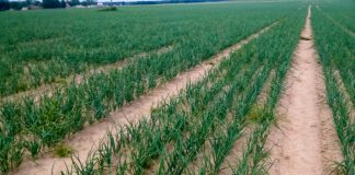 Komunikat cebulowy: odżywianie cebuli mikroelementami – FILM