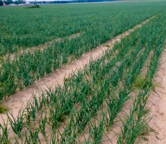 Komunikat cebulowy: odżywianie cebuli mikroelementami – FILM