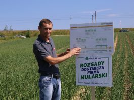 Cebula z rozsady (cz. II) – nawożenie i odmiany