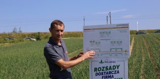 Cebula z rozsady (cz. II) – nawożenie i odmiany