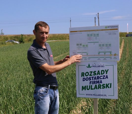 Cebula z rozsady (cz. II) – nawożenie i odmiany