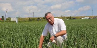 Cebula z rozsady (cz. I) – agrotechniczne rekomendacje