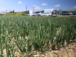 Cebula z rozsady – zbiory już niebawem