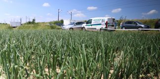 Cebula z rozsady – zbiory już niebawem