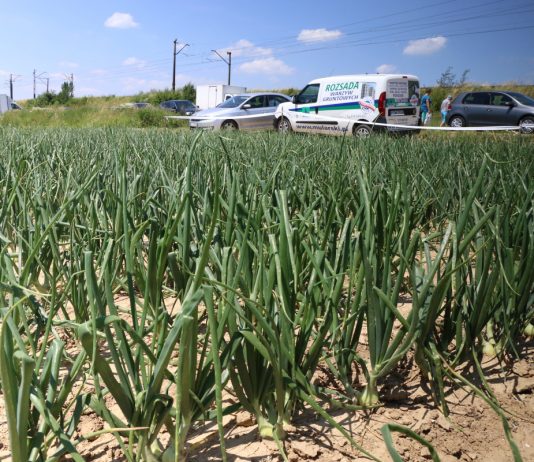 Cebula z rozsady – zbiory już niebawem