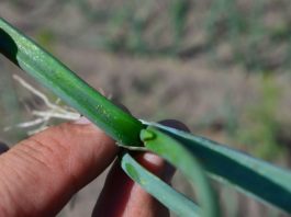 Komunikat warzywniczy Bayer z dnia 5 czerwca 2017 roku