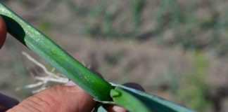 Komunikat warzywniczy Bayer z dnia 5 czerwca 2017 roku