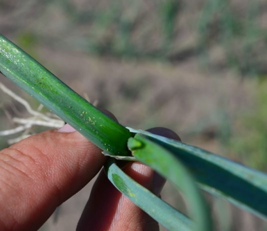 Komunikat warzywniczy Bayer z dnia 5 czerwca 2017 roku