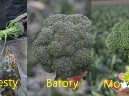 Mocne brokuły na ciężkie warunki