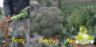 Mocne brokuły na ciężkie warunki