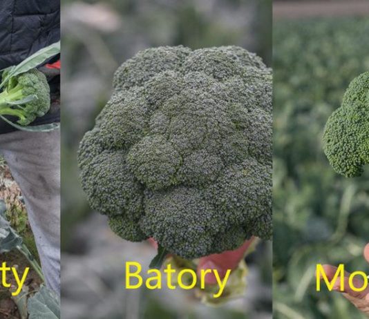 Mocne brokuły na ciężkie warunki