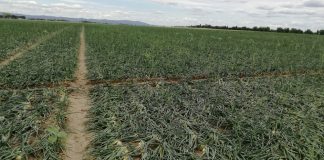 Produkcja cebuli ozimej w Czechach i na Słowacji