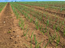 Stan cebulowych plantacji 23-25 tydzień