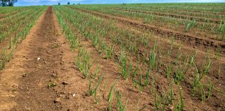 Stan cebulowych plantacji 23-25 tydzień